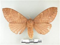 波紋枯葉蛾藏品圖，第1張