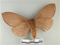 波紋枯葉蛾藏品圖，第2張