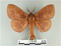 波紋枯葉蛾藏品圖，第1張