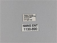 波紋枯葉蛾藏品圖，第3張