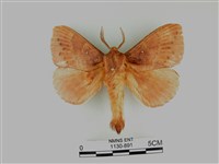 波紋枯葉蛾藏品圖，第1張