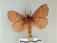 波紋枯葉蛾藏品圖，第2張