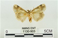 連珠波紋蛾藏品圖，第2張