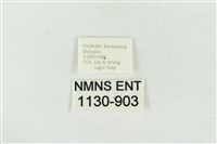 連珠波紋蛾藏品圖，第3張