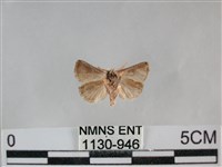 登錄號:001130-00946藏品圖，第2張