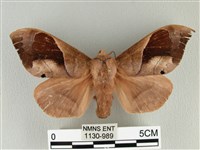 大褐斑枯葉蛾藏品圖，第1張