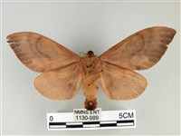 大褐斑枯葉蛾藏品圖，第2張