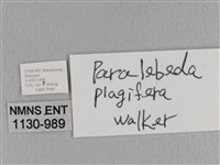 大褐斑枯葉蛾藏品圖，第3張