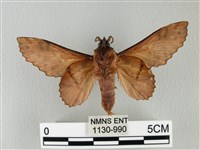 鋸緣枯葉蛾藏品圖，第2張