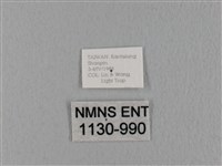 鋸緣枯葉蛾藏品圖，第3張