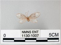 臺灣卵翅蛾藏品圖，第1張