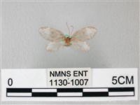 臺灣卵翅蛾藏品圖，第2張