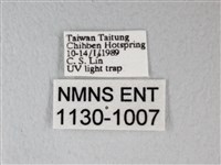 臺灣卵翅蛾藏品圖，第3張