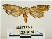 線紋篩蛾藏品圖，第2張