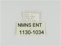 線紋篩蛾藏品圖，第3張