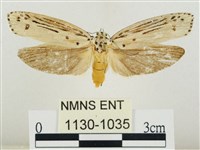 線紋篩蛾藏品圖，第1張