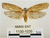 線紋篩蛾藏品圖，第2張