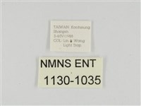 線紋篩蛾藏品圖，第3張