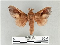 大褐斑枯葉蛾藏品圖，第1張