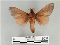 大褐斑枯葉蛾藏品圖，第2張