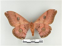 雙黑目天蠶蛾藏品圖，第2張