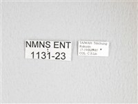 雙黑目天蠶蛾藏品圖，第3張