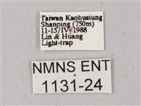 粗斜紋天蛾藏品圖，第3張