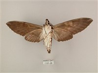 粗斜紋天蛾藏品圖，第2張