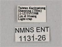 粗斜紋天蛾藏品圖，第3張