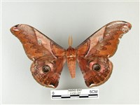 雙黑目天蠶蛾藏品圖，第1張