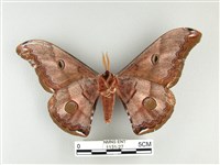 雙黑目天蠶蛾藏品圖，第2張