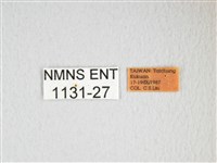 雙黑目天蠶蛾藏品圖，第3張