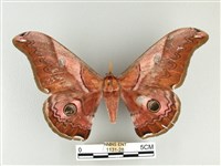 雙黑目天蠶蛾藏品圖，第1張