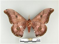 雙黑目天蠶蛾藏品圖，第2張