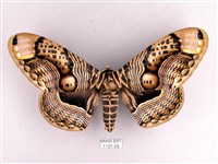 枯球籮紋蛾藏品圖，第1張