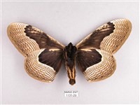 枯球籮紋蛾藏品圖，第2張