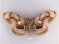 枯球籮紋蛾藏品圖，第1張