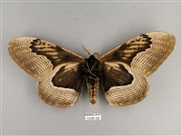 枯球籮紋蛾藏品圖，第2張