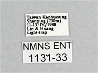 枯球籮紋蛾藏品圖，第3張