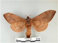 大褐斑枯葉蛾藏品圖，第2張