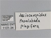 大褐斑枯葉蛾藏品圖，第3張