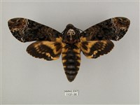 鬼臉天蛾藏品圖，第1張