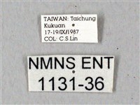 鬼臉天蛾藏品圖，第3張