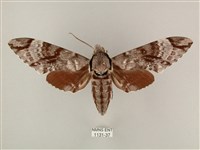 粗斜紋天蛾藏品圖，第1張