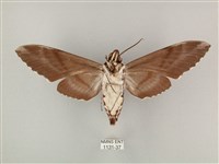 粗斜紋天蛾藏品圖，第2張