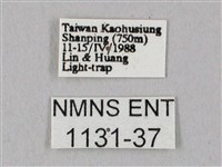 粗斜紋天蛾藏品圖，第3張