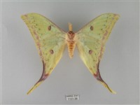 臺灣長尾水青蛾藏品圖，第2張