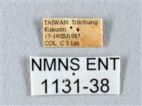 臺灣長尾水青蛾藏品圖，第3張