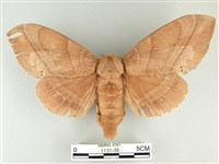 松大毛蟲藏品圖，第1張