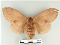 松大毛蟲藏品圖，第2張